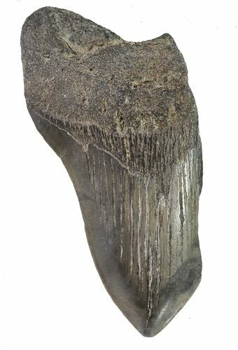 Partial, Fossil Megalodon Tooth #89024